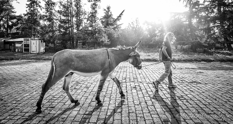 Il Palio degli Asini di Cameri e lo stretto legame tra asini e fantini.