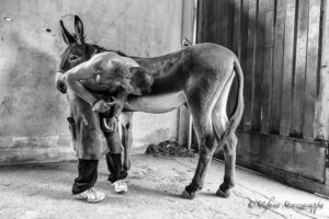 Il Palio degli Asini di Cameri